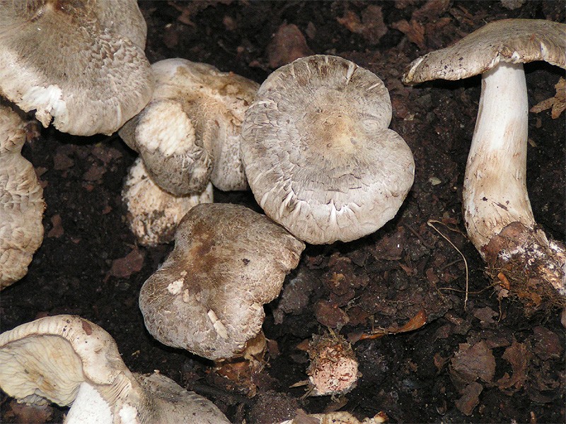 Tricholoma filamentosum (Tricholoma filamentosum)