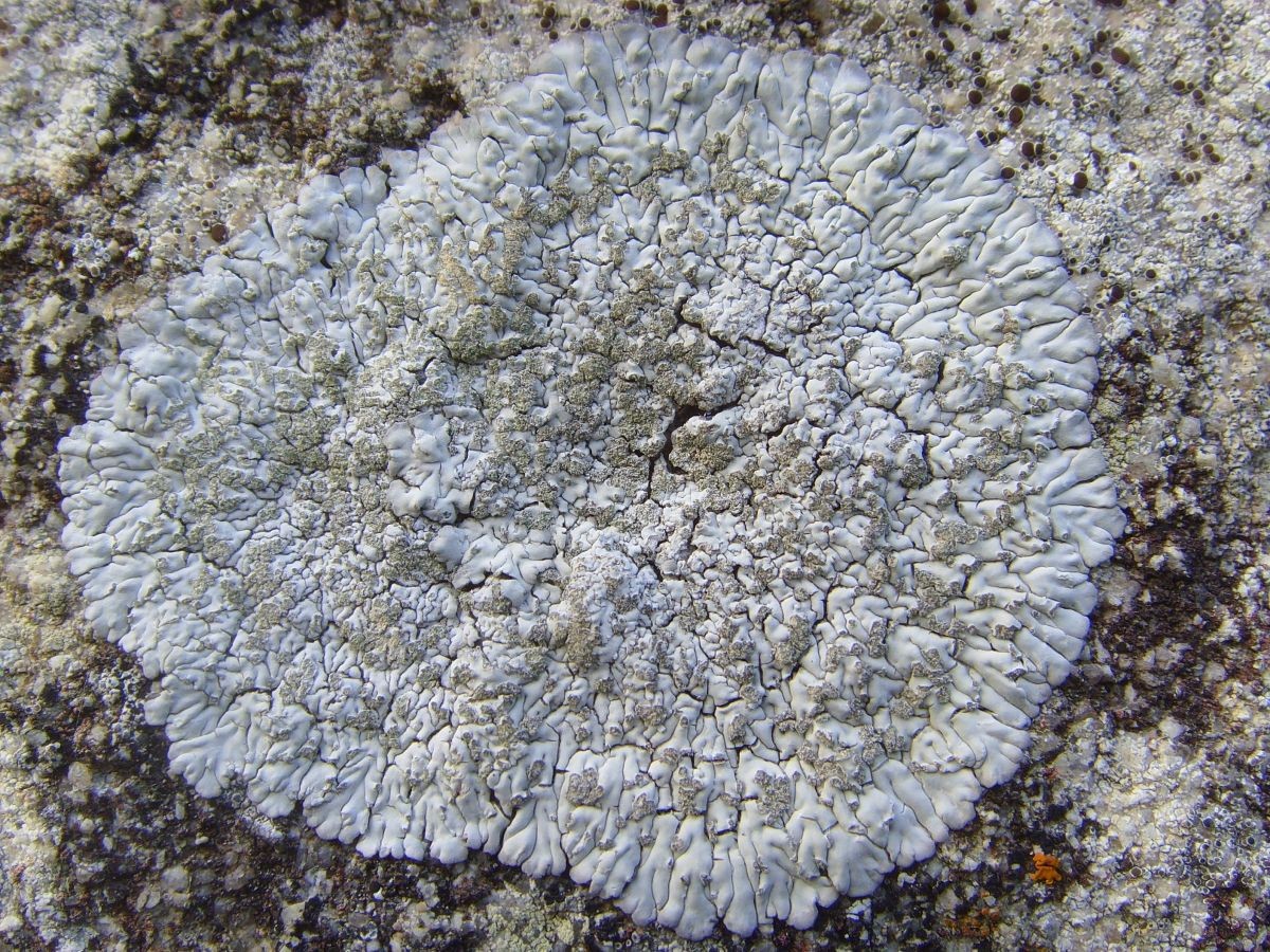 Diploicia lichen