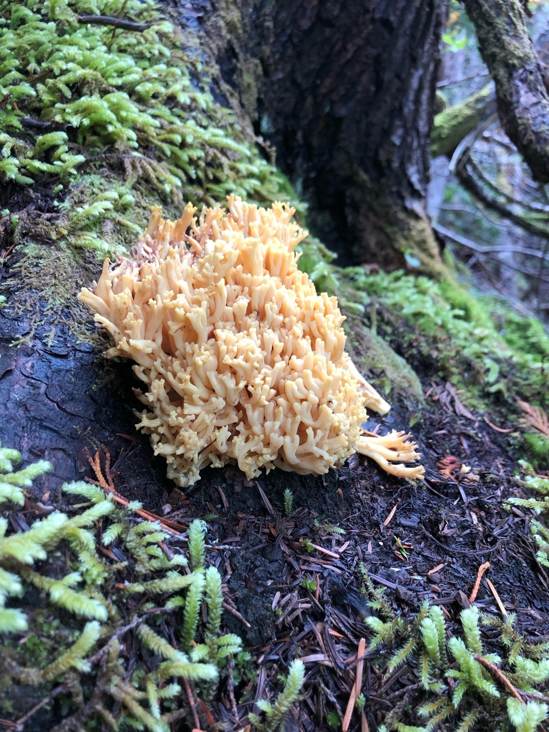 Yellow-tipped coral (Ramaria formosa)
