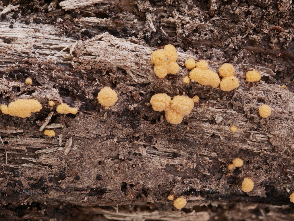 Sphaerosporium (Sphaerosporium)