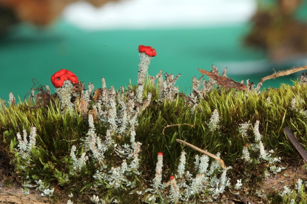 Cup lichen (Cladonia didyma)
