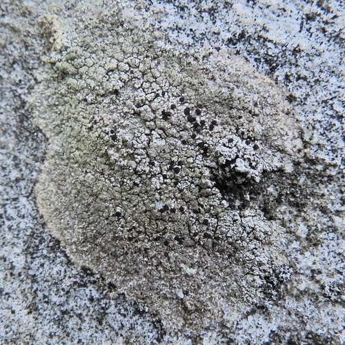 Fuscidea lichen (Fuscidea)