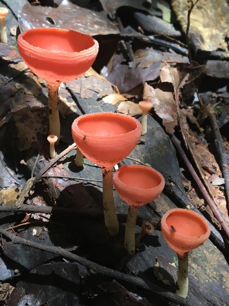 Hongos copa de vino (Cookeina)