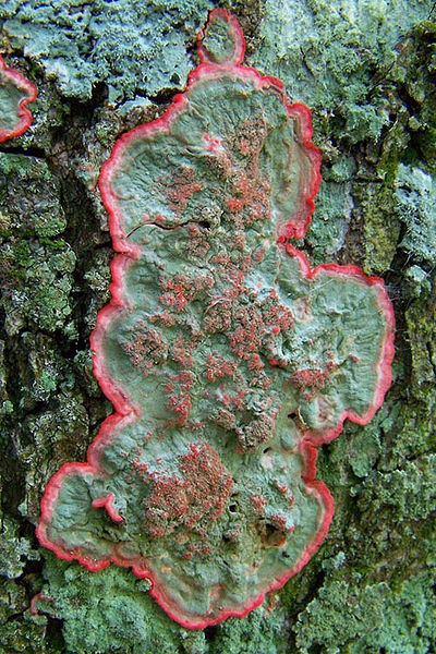 Christmas lichen (Herpothallon rubrocinctum)