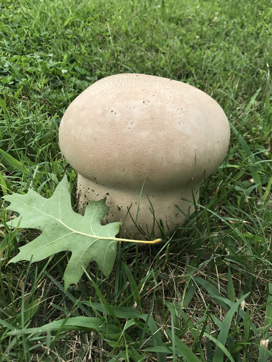 Purple-spored puffball