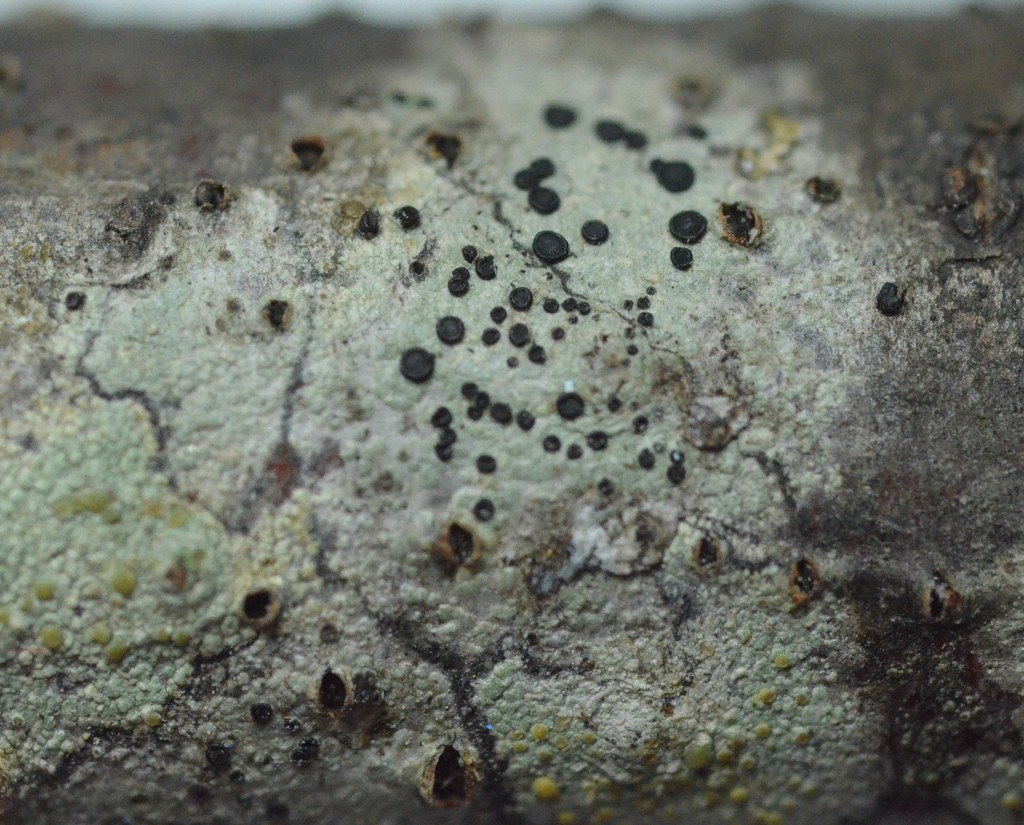Tiny button lichen
