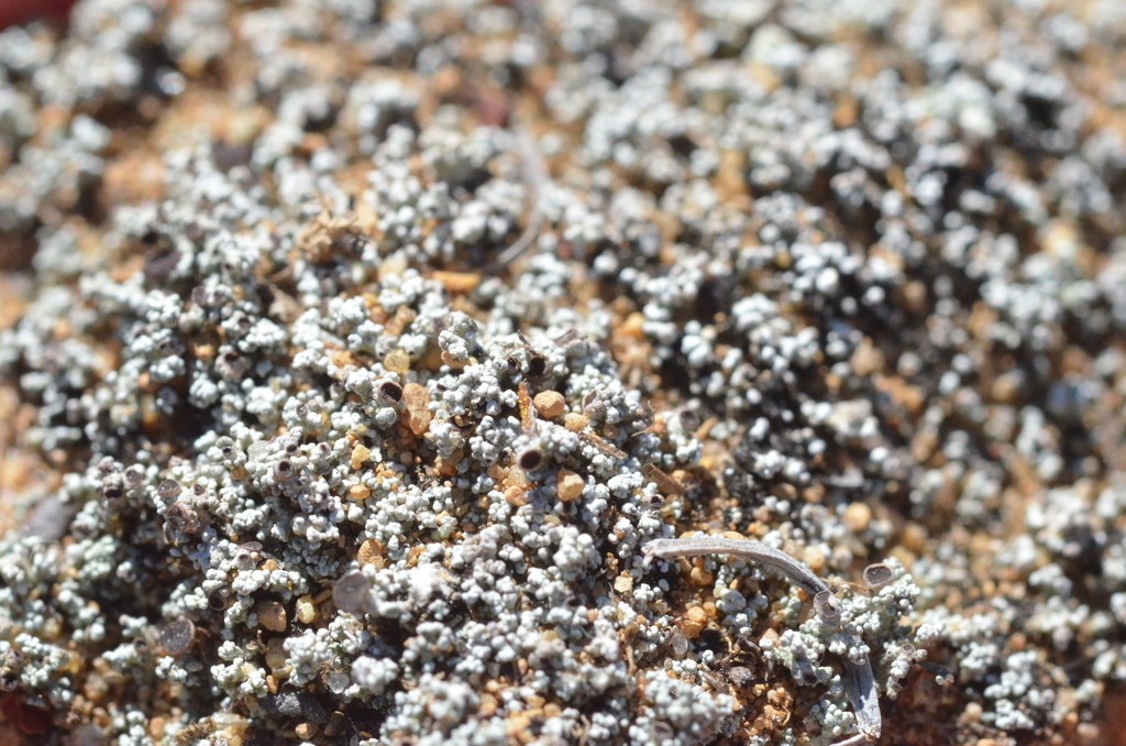 Granular soil foam lichen (Stereocaulon condensatum)
