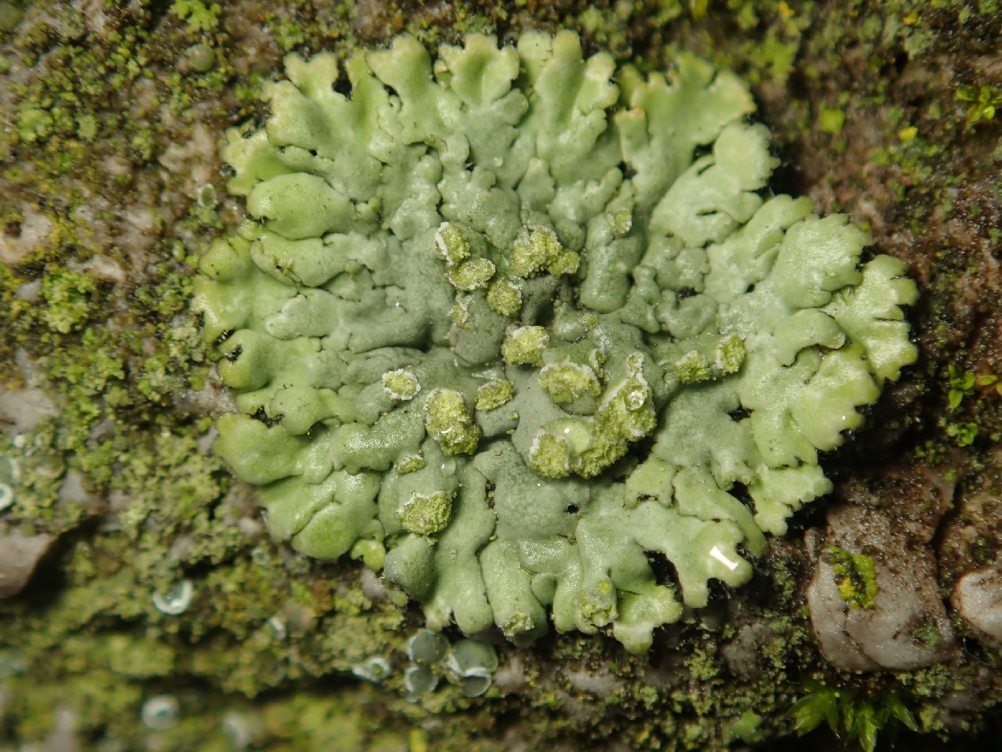 Mealy shadow lichen