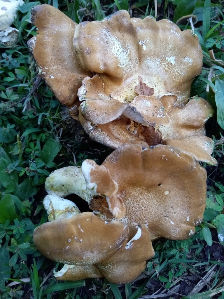 Laeticutis (Laeticutis)