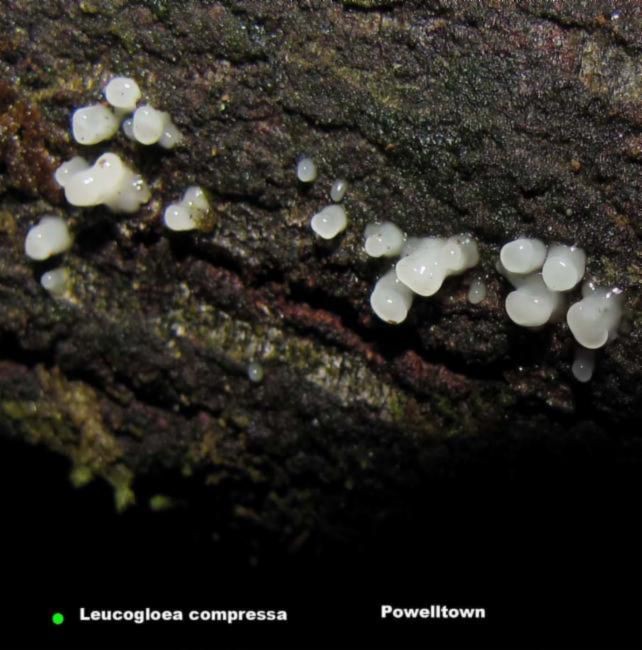 Leucogloea compressa