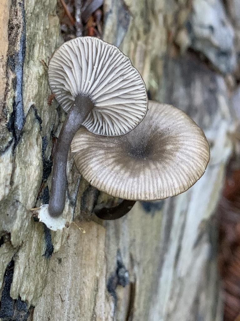 褐蘚臍菇 (Arrhenia epichysium)