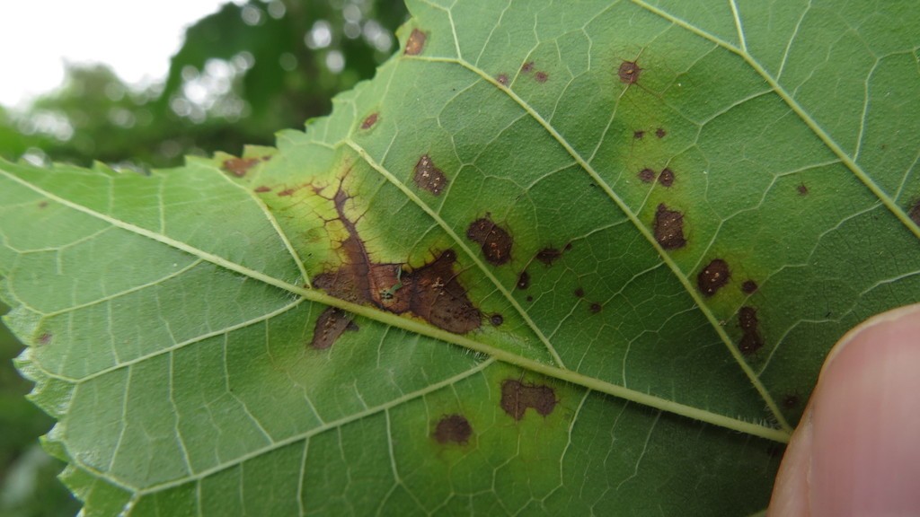 Mulberry leaf spot (Cercospora moricola)