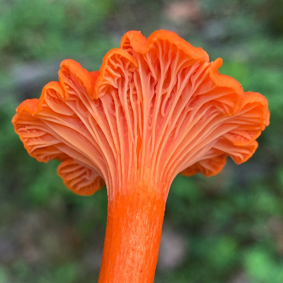 Chanterelle vermelho (Cantharellus cinnabarinus)