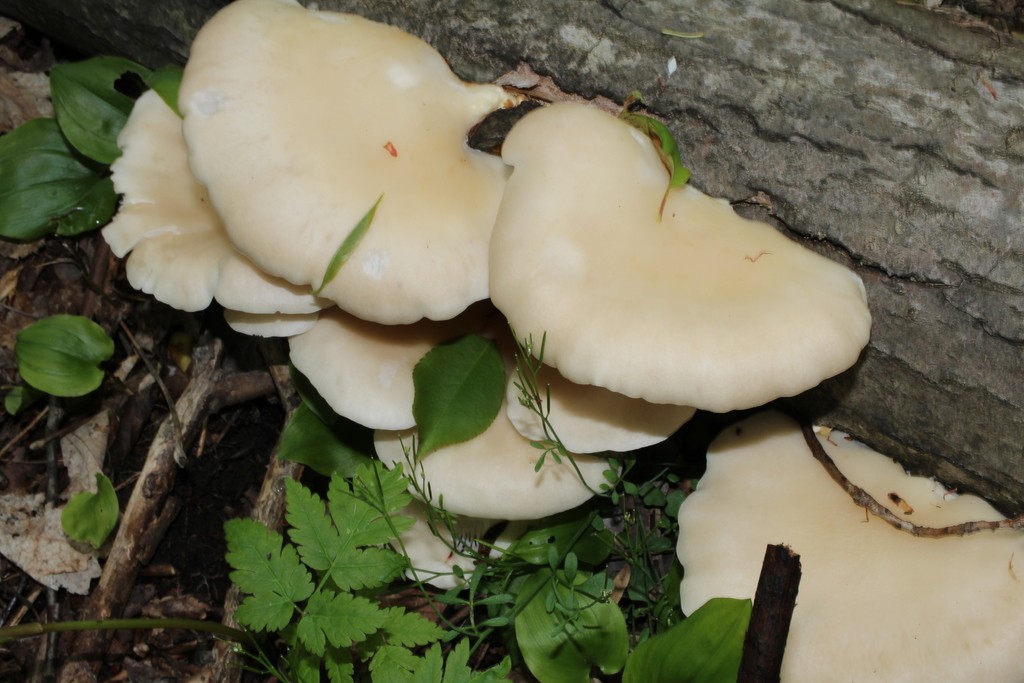 Lung oyster How to identify it? Picture Mushroom