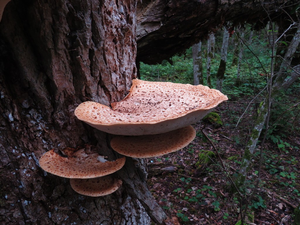 En images : de curieux champignons roses fluo découverts en  Nouvelle-Calédonie