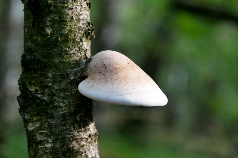 白樺菌菇 (Fomitopsis betulina)