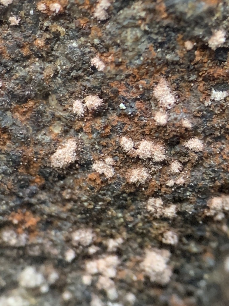 Enterographa lichen (Enterographa)