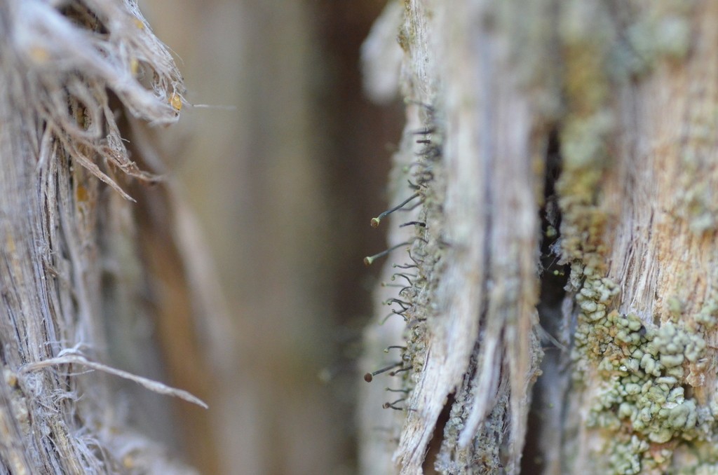 Needle lichen (Chaenotheca laevigata)