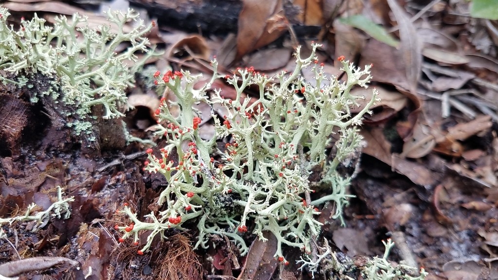 Cup lichen