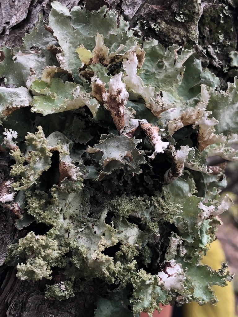 Varied rag lichen