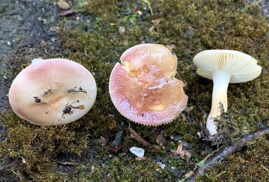 monivärihapero (Russula versicolor)