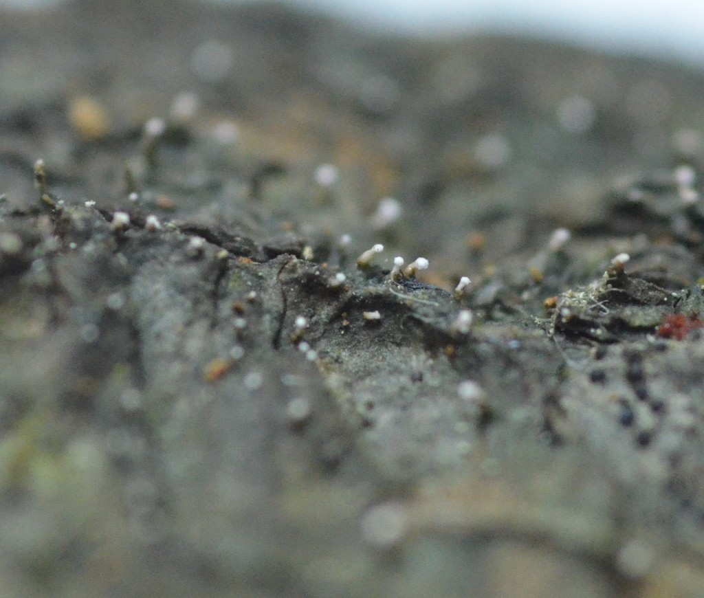 Dictyocatenulata (Dictyocatenulata)