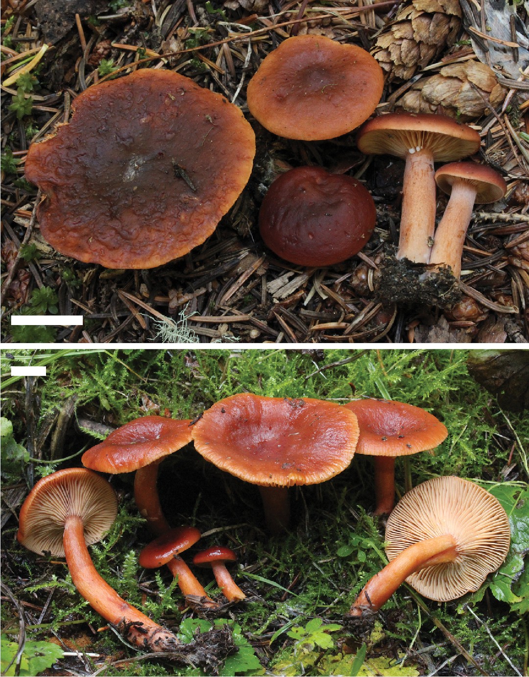 Lactarius badiosanguineus