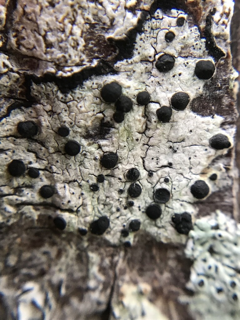 Disc lichen (Buellia erubescens)