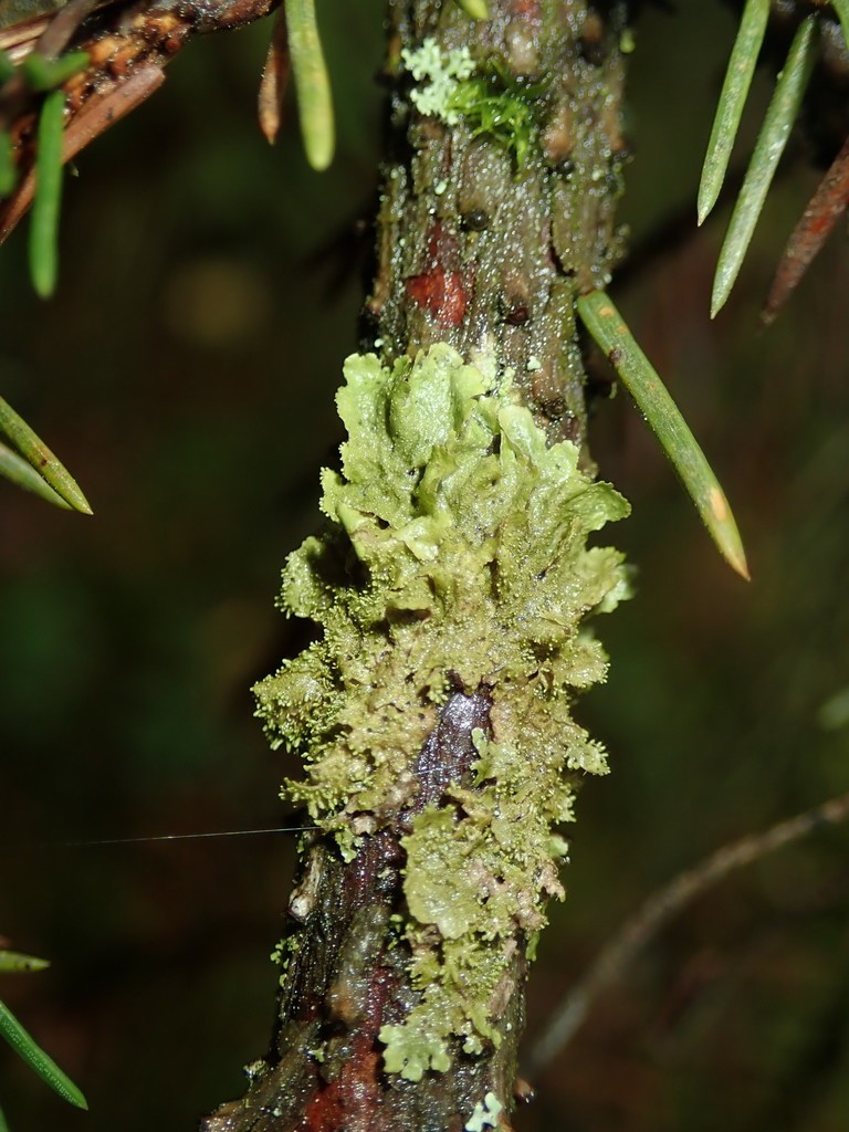 Lustrous camouflage lichen