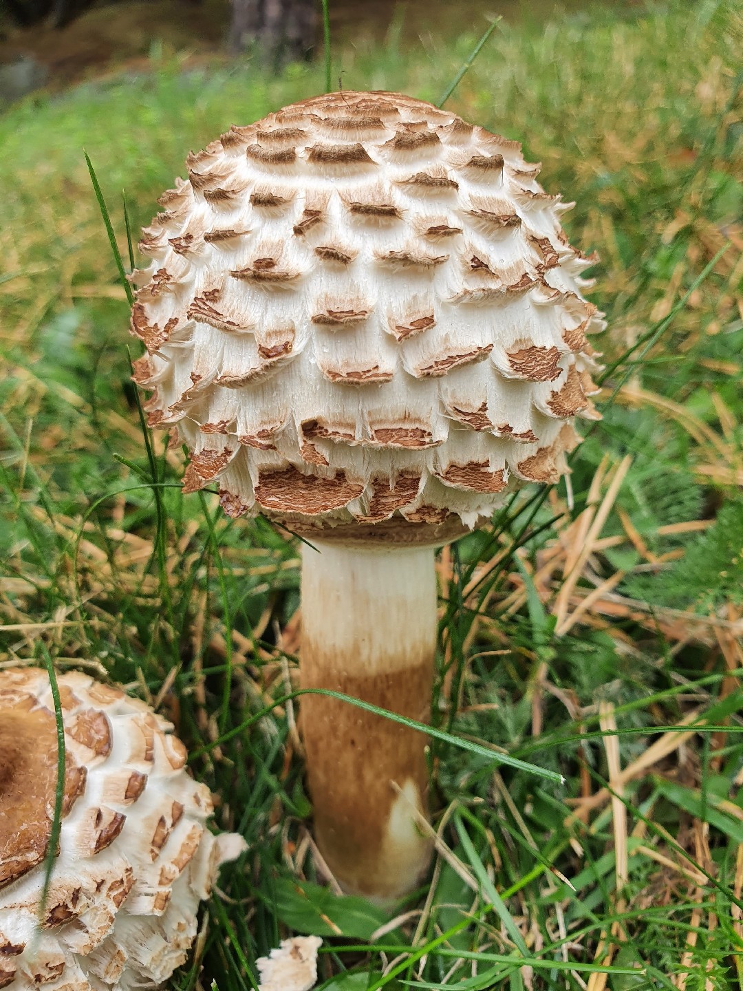 Гриб-зо́нтик красне́ющий (Chlorophyllum rhacodes) - Picture Mushroom