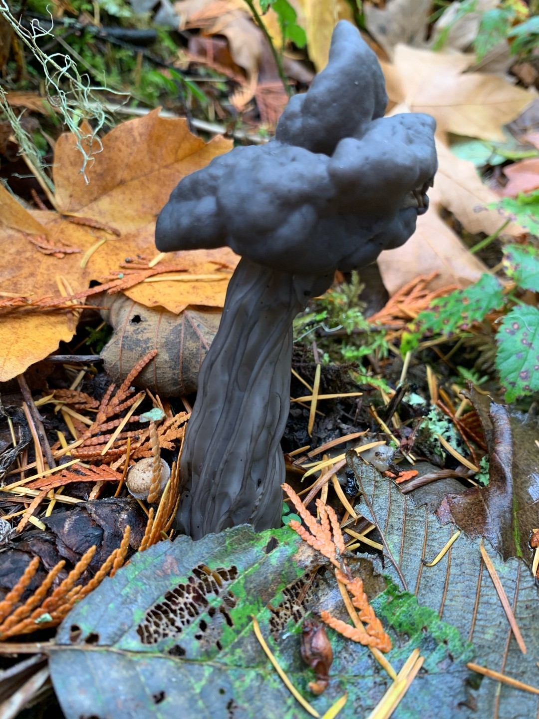 ヘルヴェルラ・ヴェスペルティナ (Helvella vespertina)