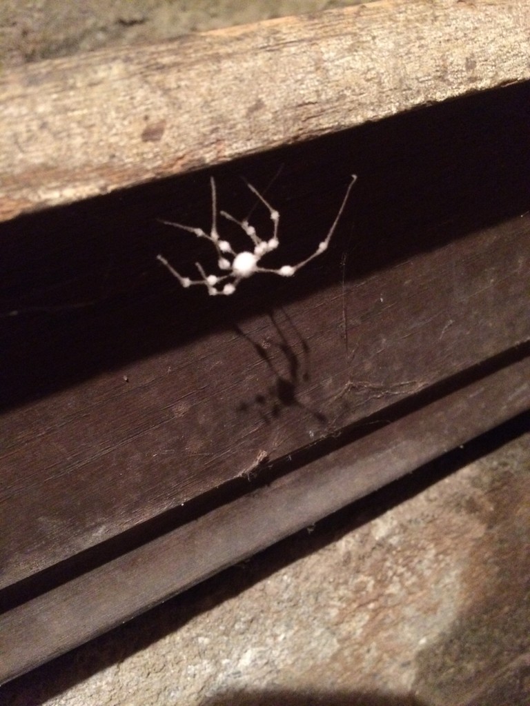 Engyodontium (Engyodontium)