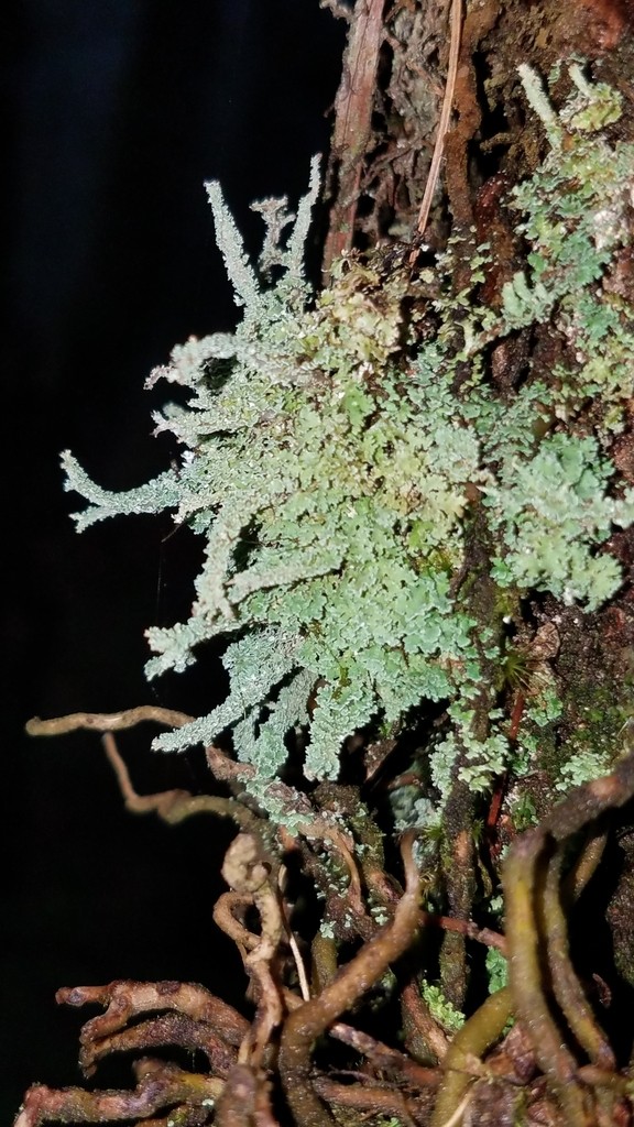 Cup lichen