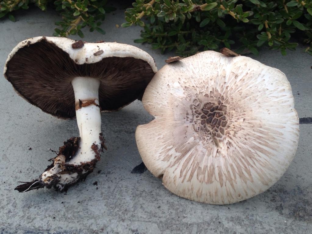 加州蘑菇 (Agaricus californicus)