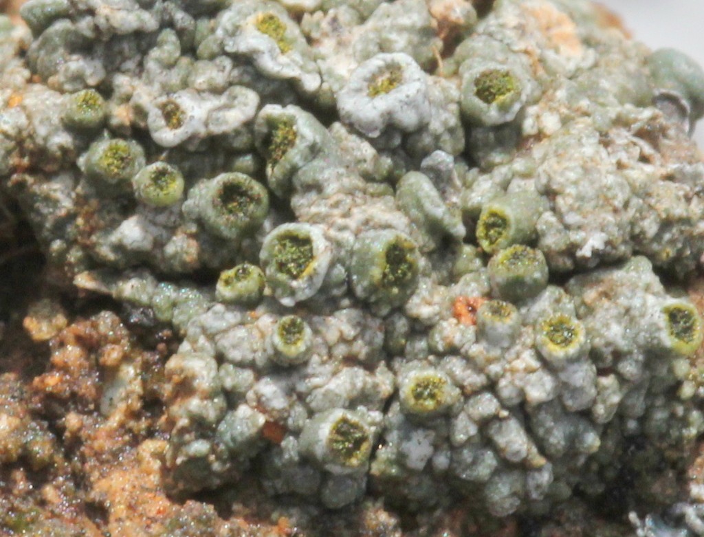 Texosporium lichen (Texosporium)