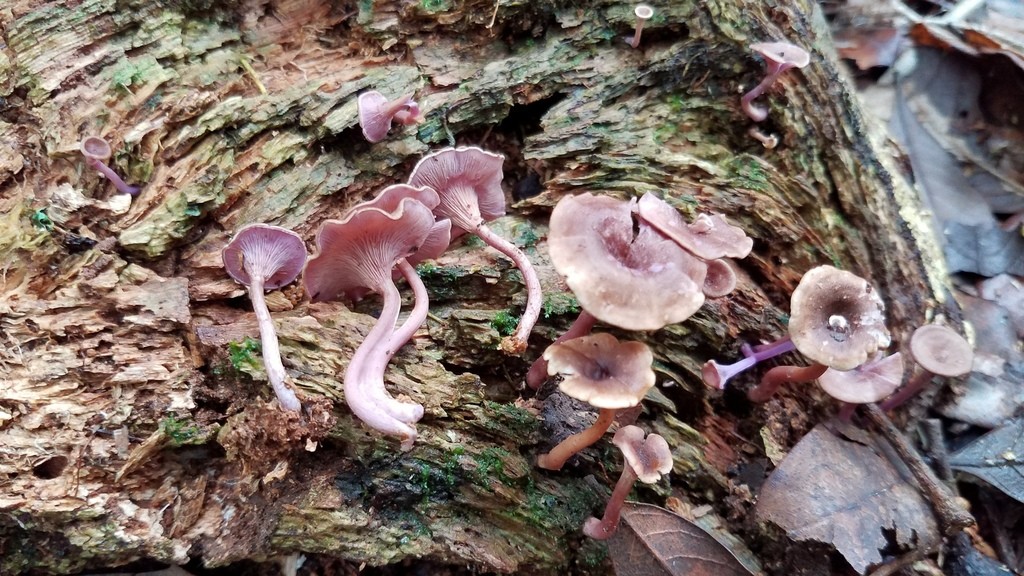 Trogia (Trogia) Picture Mushroom