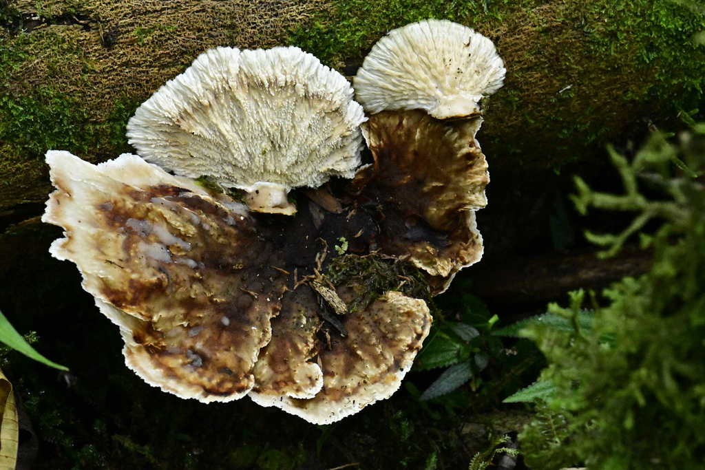 Cymatoderma dendriticum