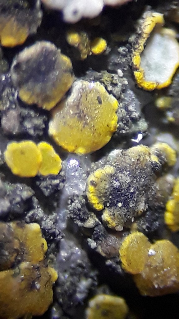 Intralichen (Intralichen)