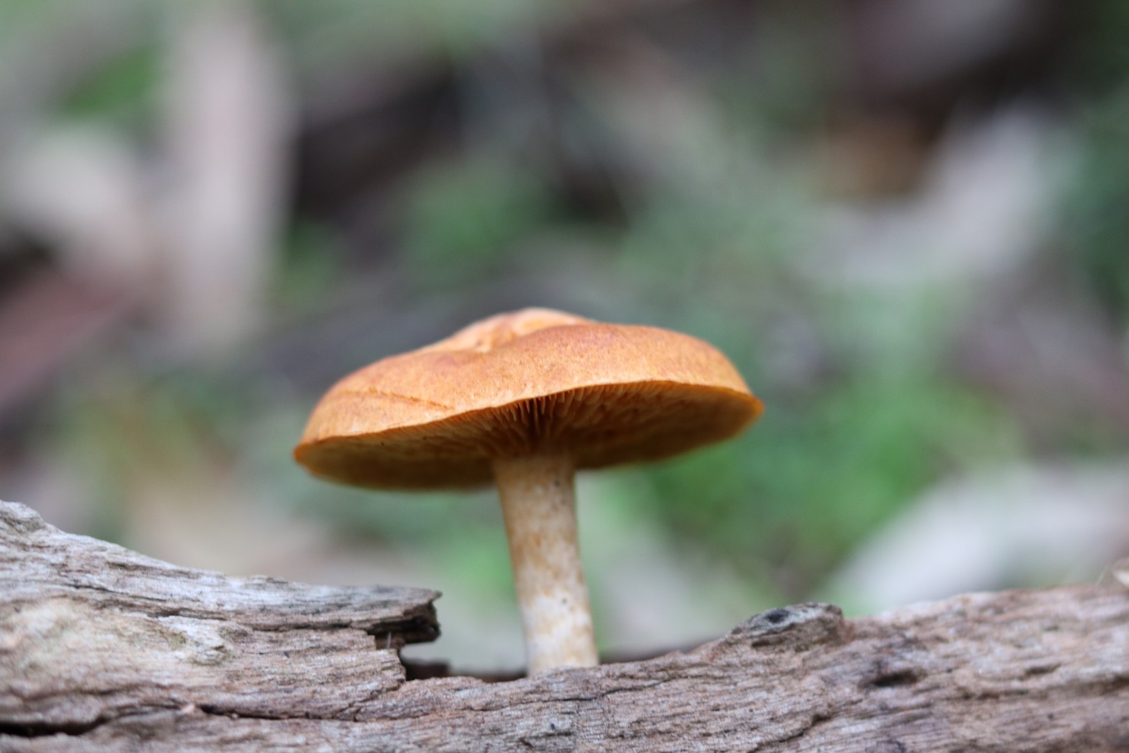 Gymnopilus allantopus