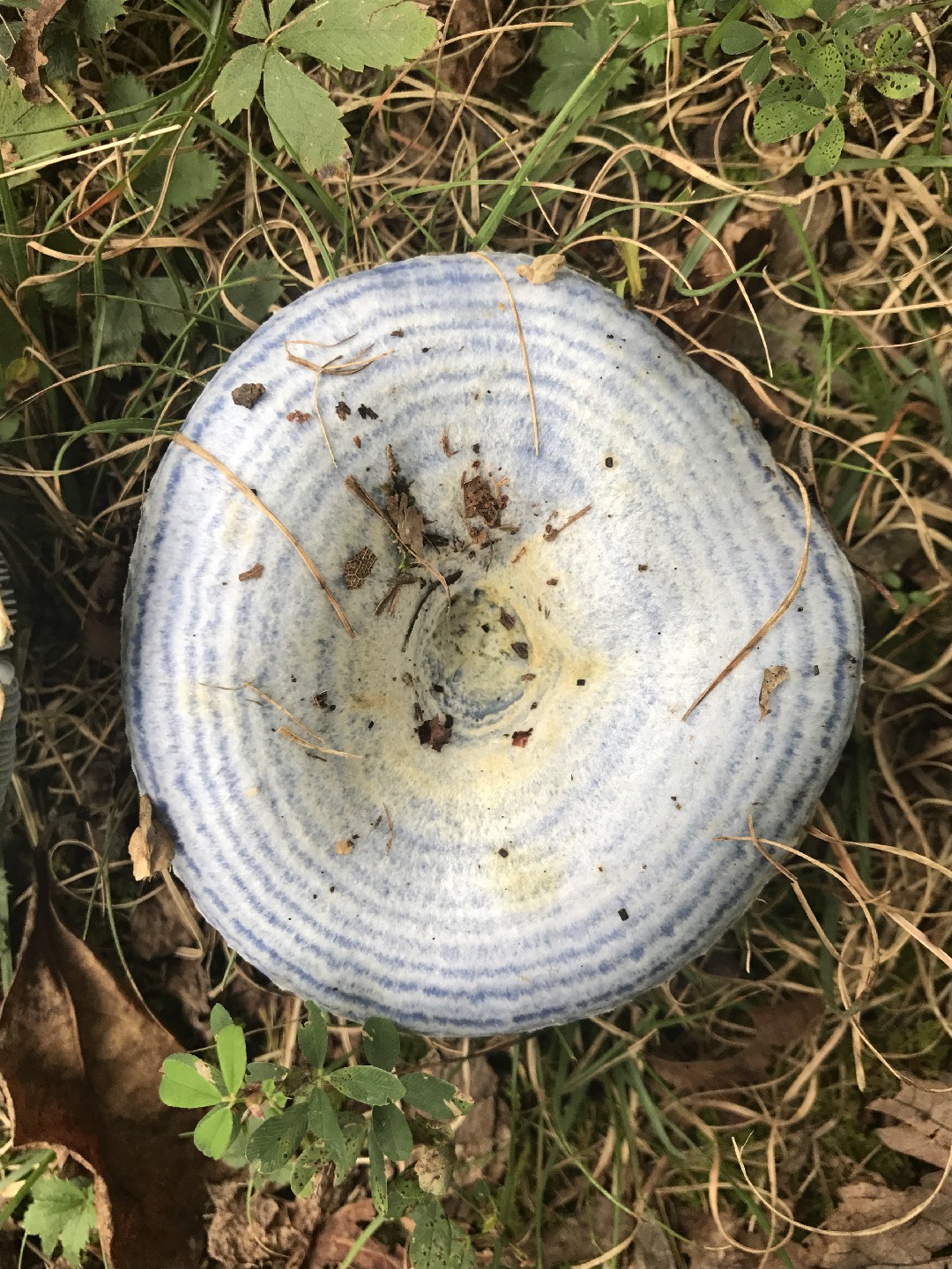 Hongo azul (Lactarius indigo)