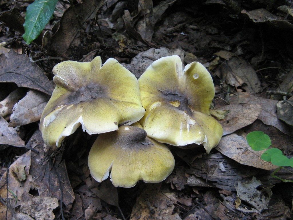 Yellow blusher (Tricholoma sejunctum)