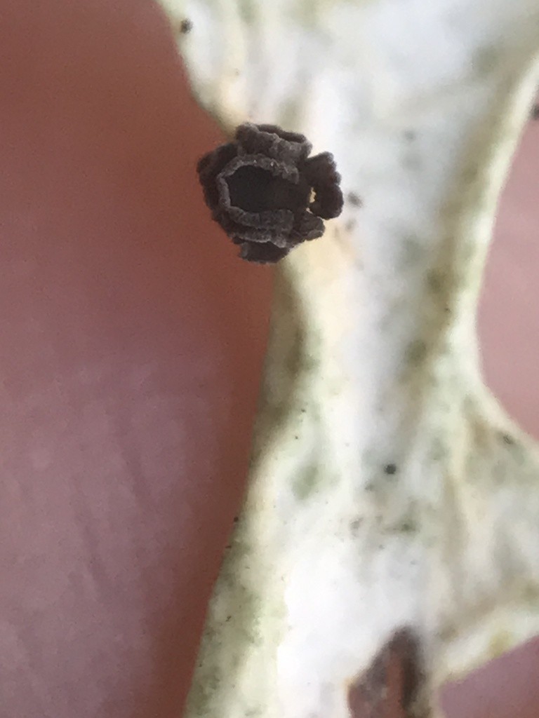 Unguiculariopsis (Unguiculariopsis)