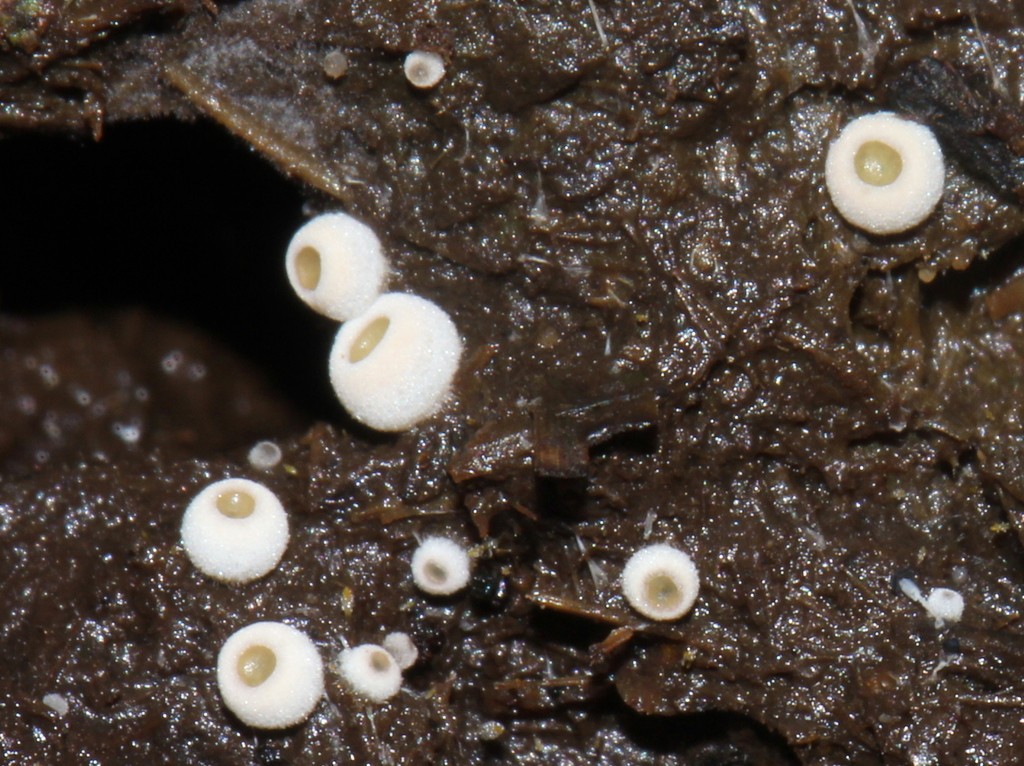 Ascobolus scatigenus