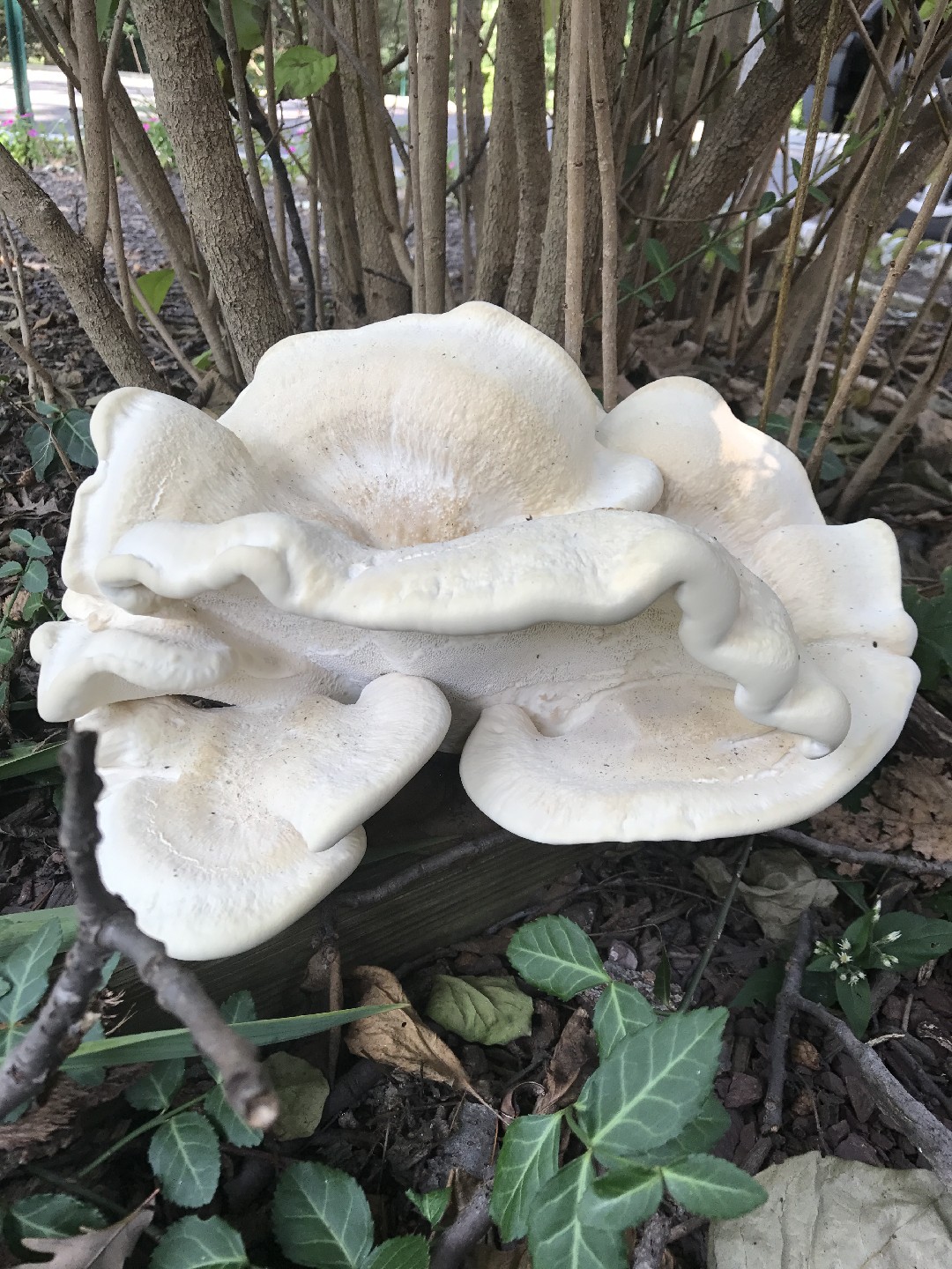 Polypore de Berkeley (Bondarzewia berkeleyi)