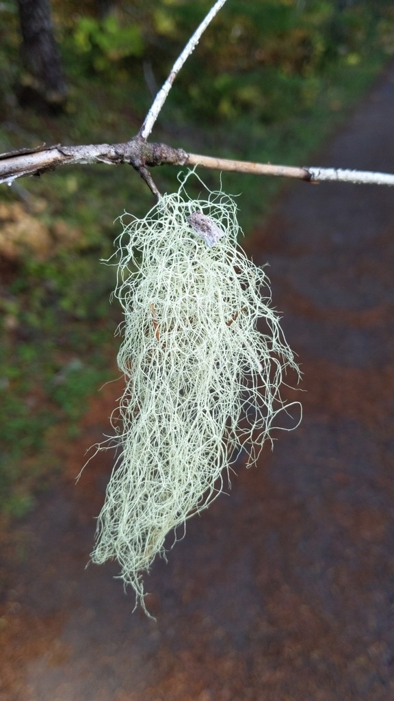 Alectoire alpine (Alectoria sarmentosa)