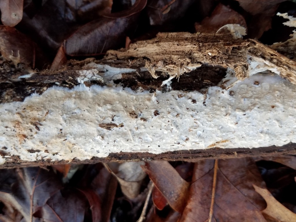 Phlyctibasidium (Phlyctibasidium)