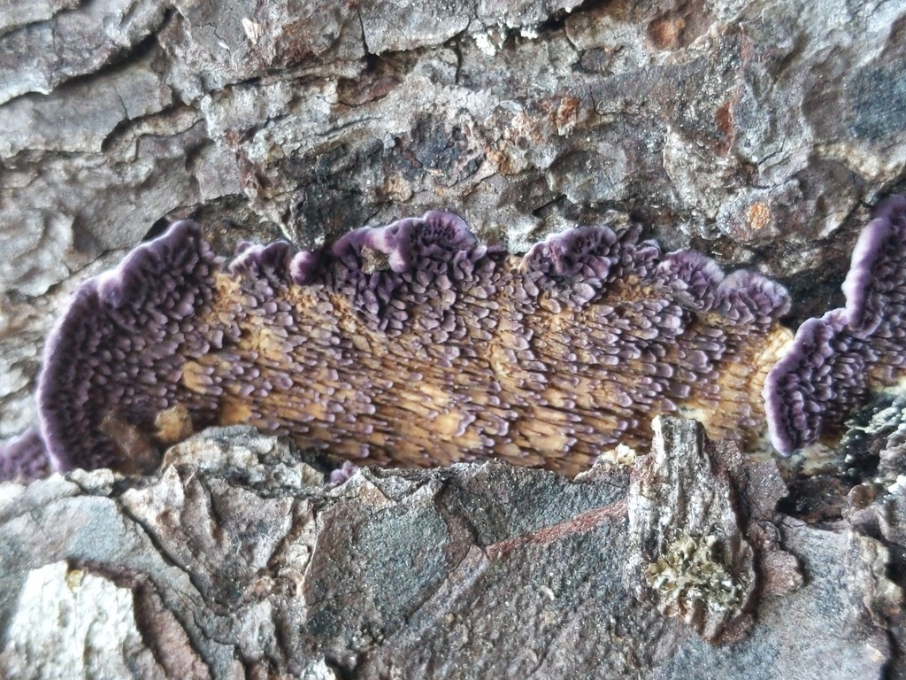 Brown purplepore bracket (Trichaptum fuscoviolaceum)