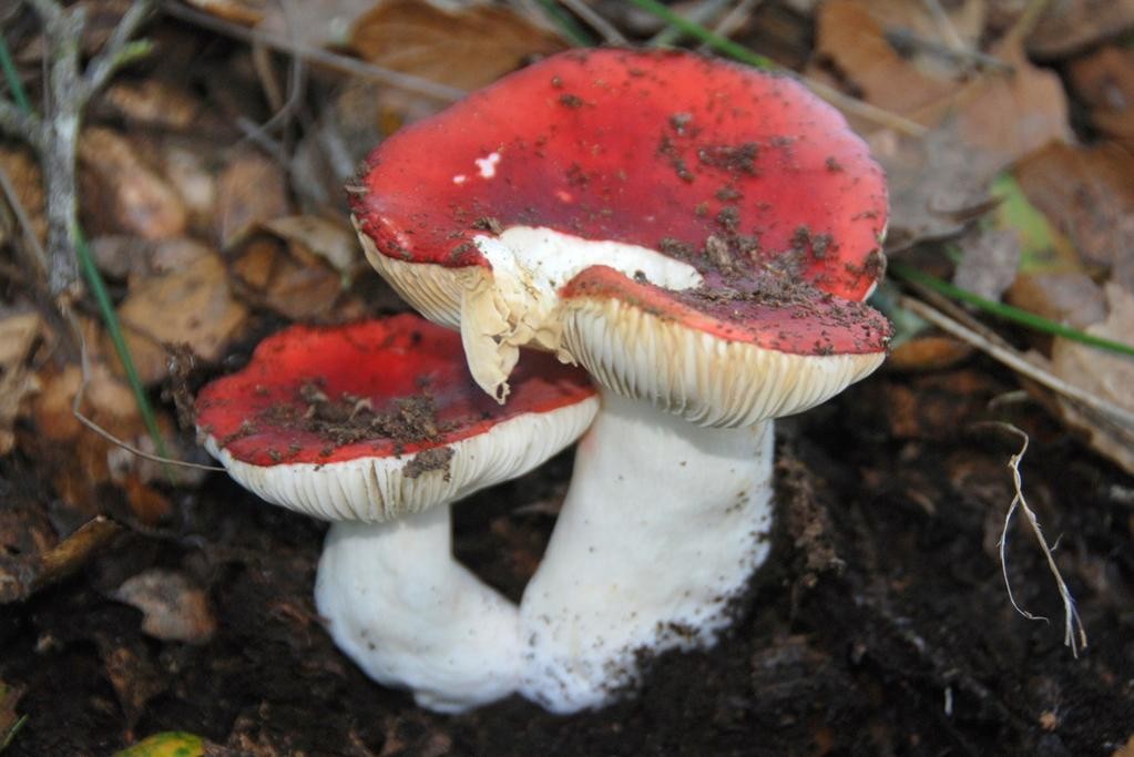 The sickener (Russula silvicola)