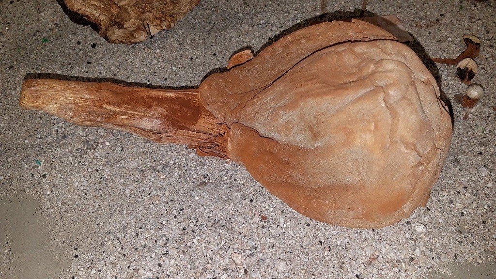 Dictyocephalos attenuatus