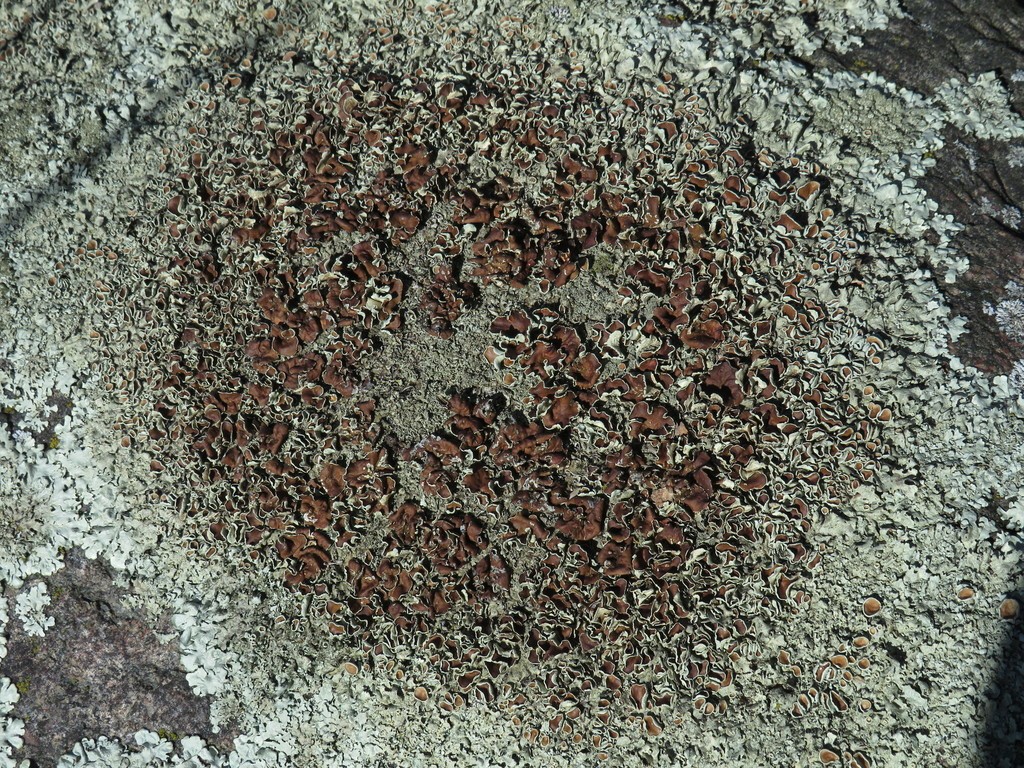 Peppered rock-shield